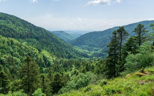 Vue sur le parc naturel du Ballons des Vosges